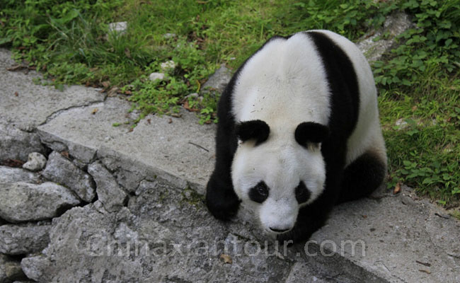 Foping Panda Valley & Shaanxi Foping National Nature Reserve