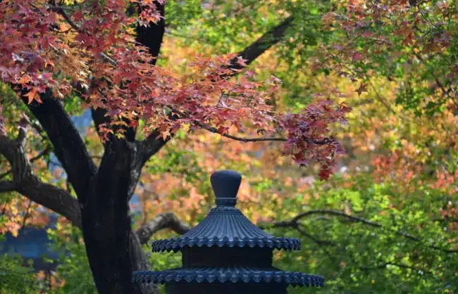 the-fall-views-of-fragrant-hills-beijing - China Xian Tour: Private & Tailor-Made China Tours Stunning fall views of the Fragrant Hills in Beijing