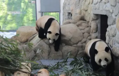 pandas in foping - China Xian Tour: Private & Tailor-Made China Tours Pandas in Foping, Hanzhong