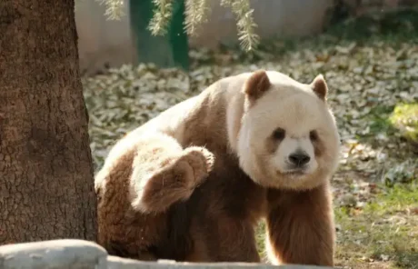 qizai - China Xian Tour: Private & Tailor-Made China Tours Qizai in Xian Qinling Four Rare Animals Science Park