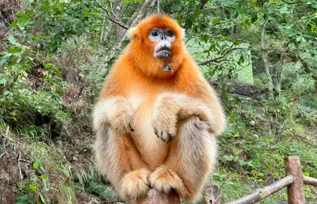 A golden monkey in Foping Panda Valley - China Xian Tour: Private & Tailor-Made China Tours A golden monkey in Foping Panda Valley