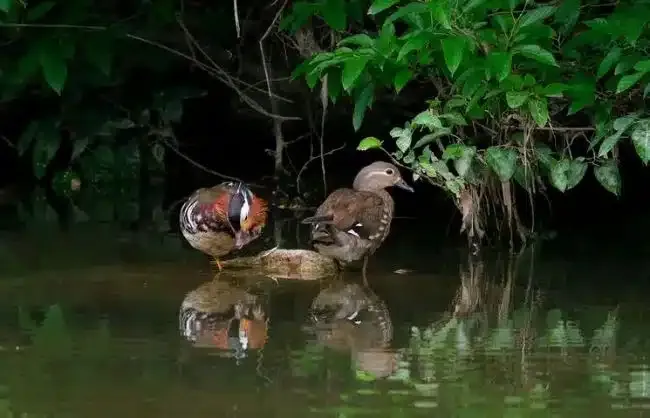 3 Days Xian Birds Watching Tour