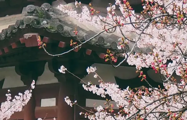 Cherry Blossoms in Qinglong Temple - China Xian Tour: Private & Tailor-Made China Tours Cherry Blossoms in Qinglong Temple