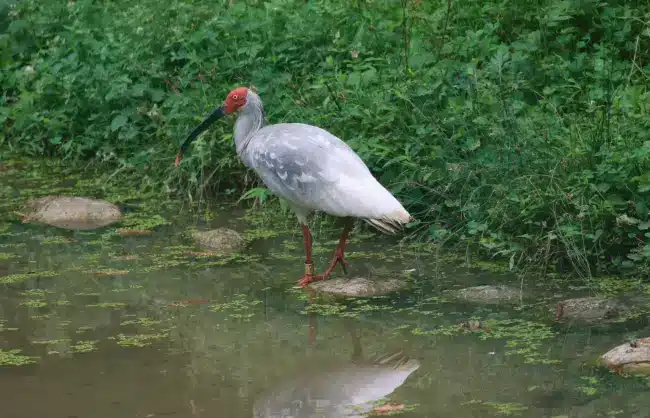 Hanzhong Crested Ibis National Nature Reserve 1 - China Xian Tour: Private & Tailor-Made China Tours Hanzhong Crested Ibis National Nature Reserve
