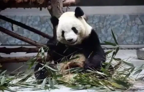 Xian tours to see Pandas in Xian Qinling Wildlfe Park