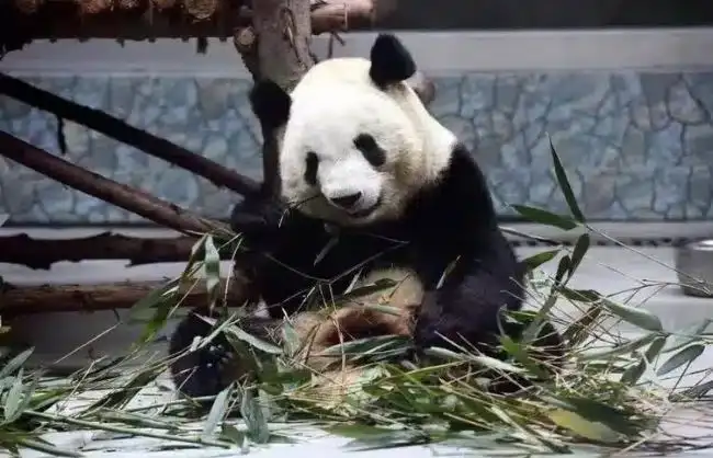 Pandas in Xian Qinling Wildlfe Park