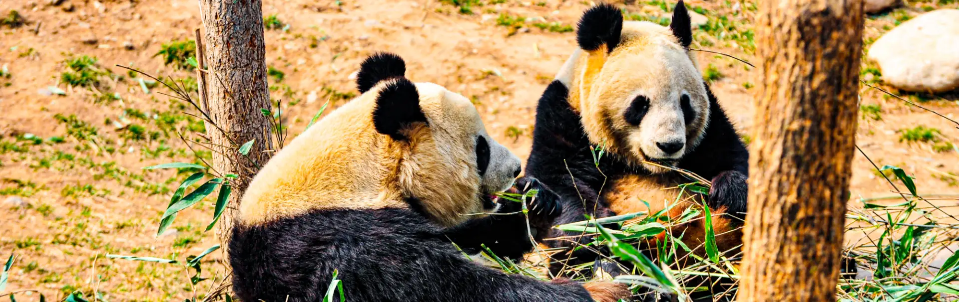 Qinling Louguantai Wild Animal Center