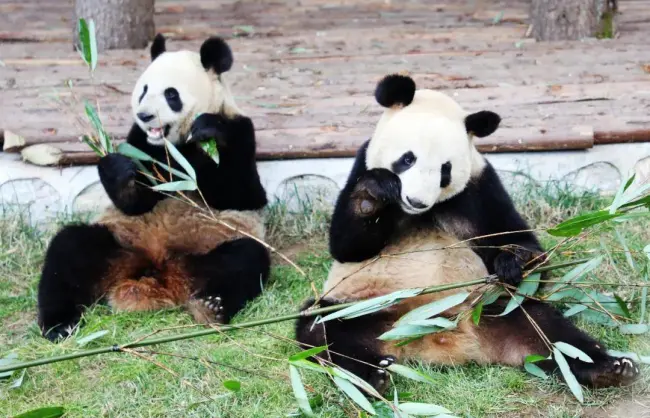 Xian Panda Day Tour