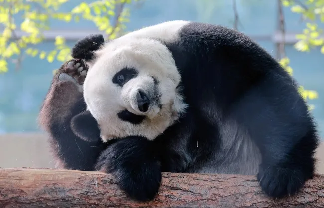 beijing zoo menglan