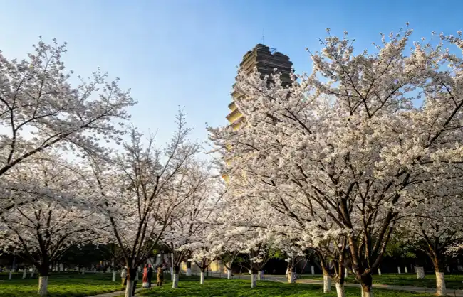 cherry-blossoms-at-xian-mall-wild-goose-pagoda | China Xian Tour: Private & Tailor-Made China Tours Cherry blossoms at Xi'an Small Wild Goose Pagoda