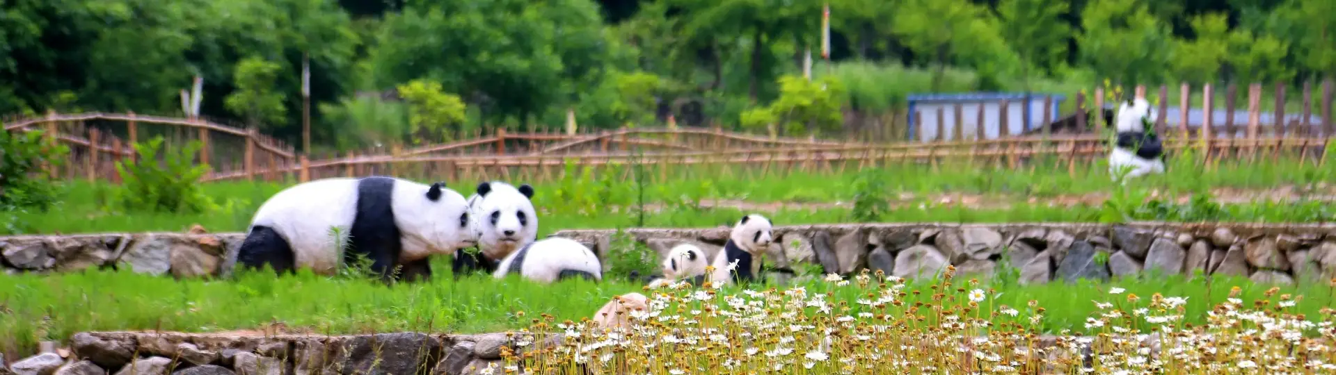 Foping Panda Valley & Foping National Nature Reserve