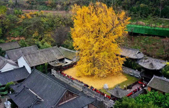ginkgo tree in Xian Gu Guanyin Buddhist Temple - China Xian Tour: Private & Tailor-Made China Tours ginkgo tree in Xian Gu Guanyin Buddhist Temple