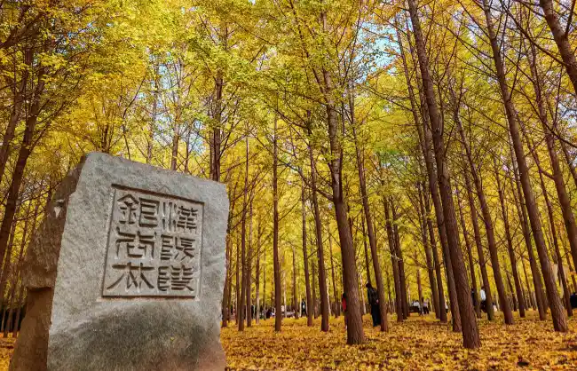 hanyangling | China Xian Tour: Private & Tailor-Made China Tours Enjoying Ginkgo Leaves at Han Yangling