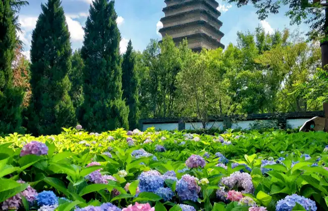 hydrangeas-at-small-wild-goose-pagoda | China Xian Tour: Private & Tailor-Made China Tours Summer hydrangeas at Xi'an Small Wild Goose Pagoda