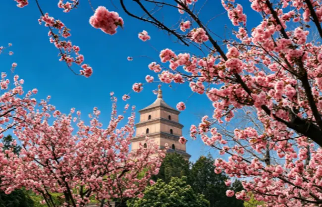 xian-in-spring | China Xian Tour: Private & Tailor-Made China Tours Xi'an in Spring