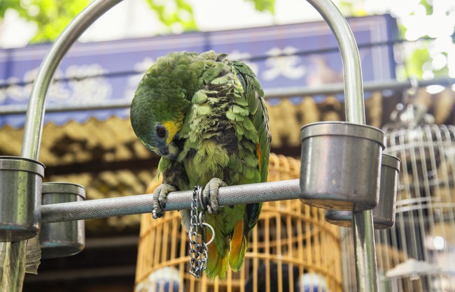Xian Xicang Market Birds