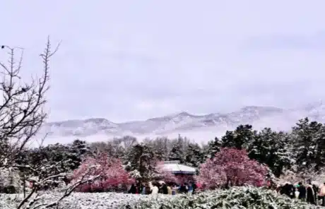snow scenery of lishan mountain - China Xian Tour: Private & Tailor-Made China Tours Snow Scenery of Lishan Mountain