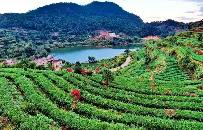 Fujian-Anxi-Tea-Garden - China Xian Tour: Private & Tailor-Made China Tours Fujian Anxi Tea Garden