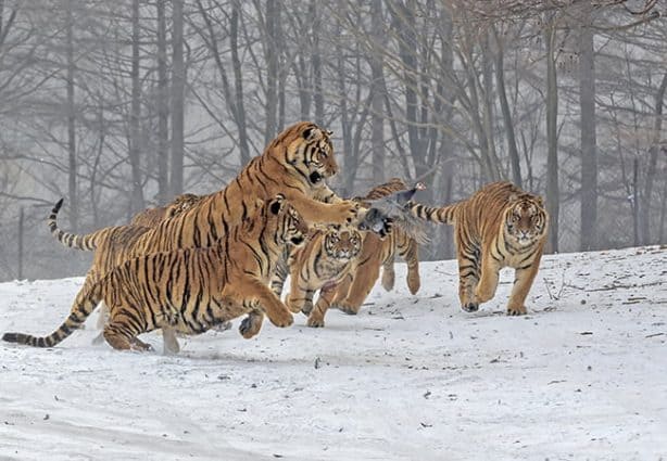 Siberian Tiger Park in Harbin