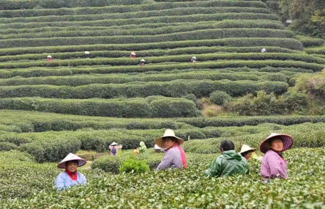 Hangzhou Meijiawu Tea Village