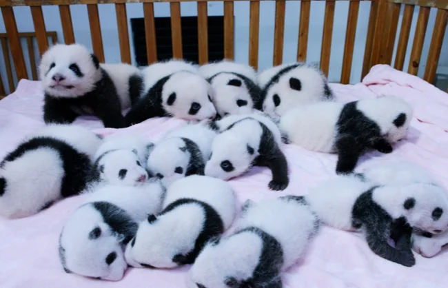 Half Day Chengdu Panda Tour