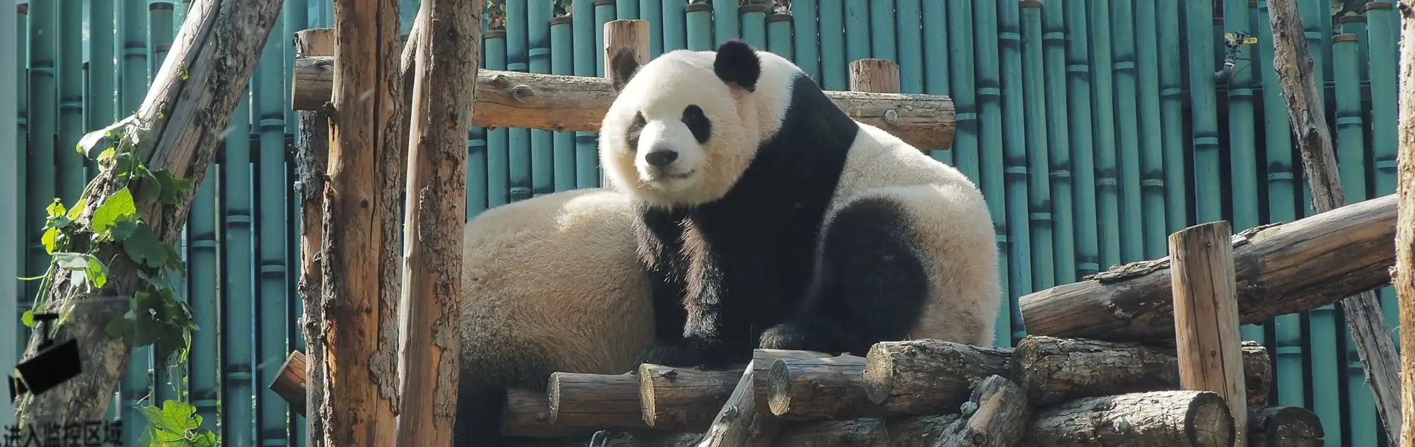 Beijing Zoo head