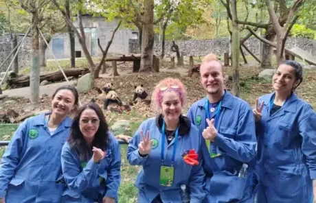 One Day Private Chengdu Panda Volunteering Tour from Xian by High Speed Train