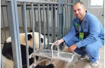 Panda Volunteer Program at Dujiangyan Panda Base
