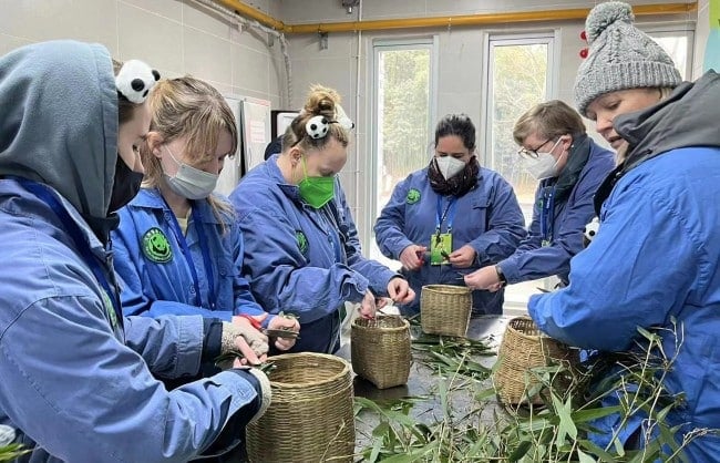 Panda Volunteer Program