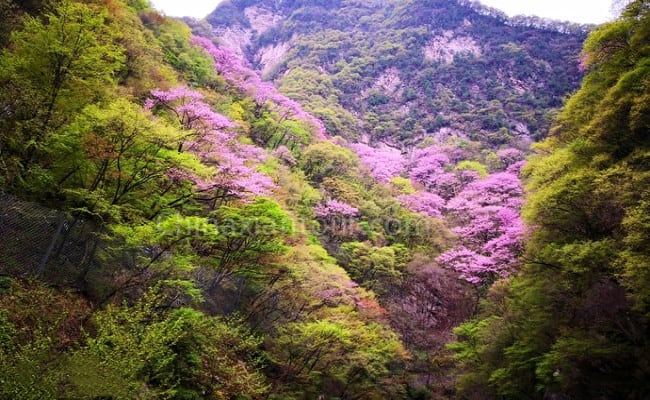 Taiping Forest Park in Xian