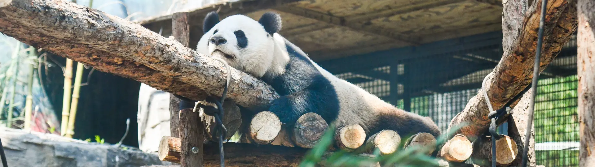Beijing Zoo