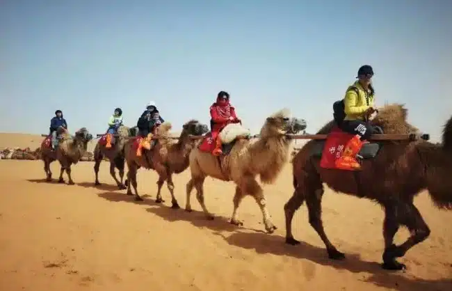 Camel riding at Shapotou Scenic Area