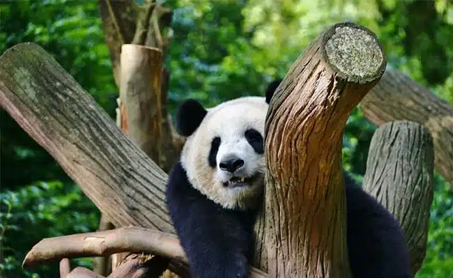 Chengdu Research Base of Giant Panda Breeding