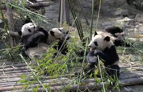 Chengdu Research Base of Giant Panda Breeding
