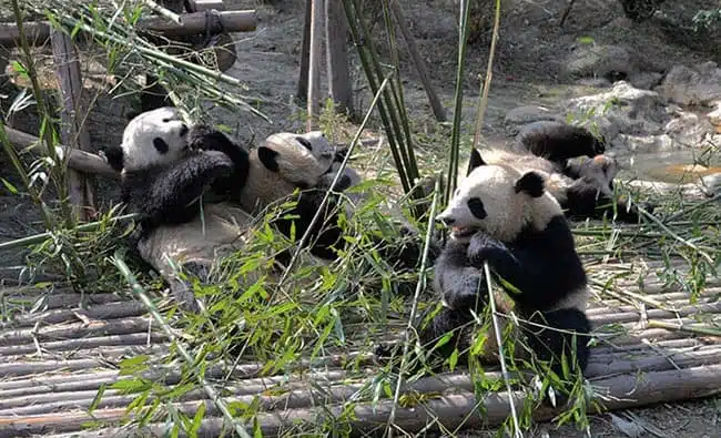 Chengdu Research Base of Giant Panda Breeding