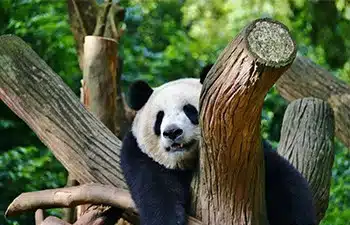 Research Base of Giant Panda Breeding