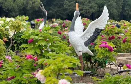 Colorful Peonies in Jingshan Park - China Xian Tour: Private & Tailor-Made China Tours Colorful Peonies in Jingshan Park