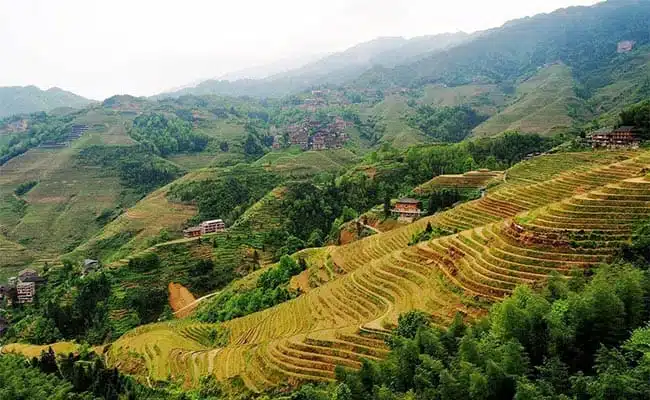 Guilin Longji Rice Terraces