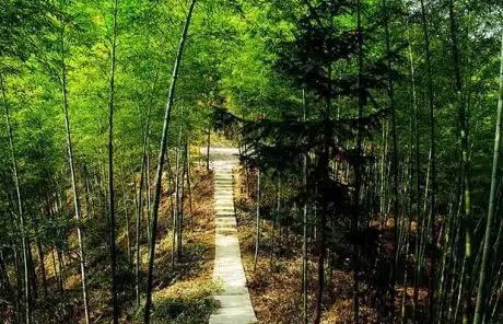 Mukeng Bamboo Forest