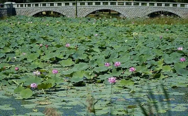 Sun Island Scenic Area
