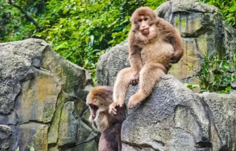 ecological mnonkey zone - China Xian Tour: Private & Tailor-Made China Tours Ecological Mnonkey Zone