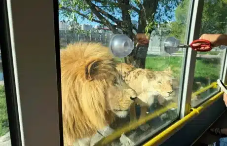 experience feeding african lions up close - China Xian Tour: Private & Tailor-Made China Tours Experience feeding African lions up close