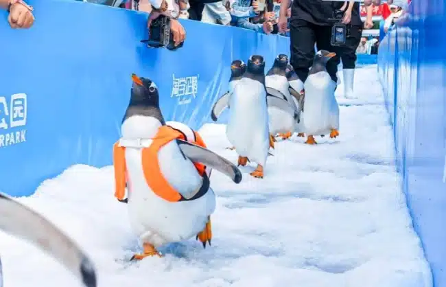 harbin polarland penguin pavilion - China Xian Tour: Private & Tailor-Made China Tours Harbin Polarland Penguin Pavilion