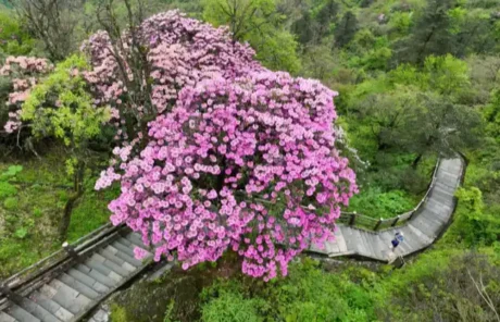 mount emei in spring - China Xian Tour: Private & Tailor-Made China Tours Mount Emei in Spring