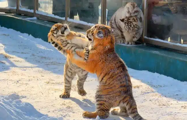 siberian tiger cubs - China Xian Tour: Private & Tailor-Made China Tours Siberian Tiger Cubs