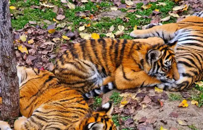 siberian tiger park in autumn - China Xian Tour: Private & Tailor-Made China Tours Siberian Tiger Park in Autumn