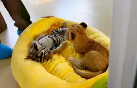 tiger cub area - China Xian Tour: Private & Tailor-Made China Tours Tiger Cub Area