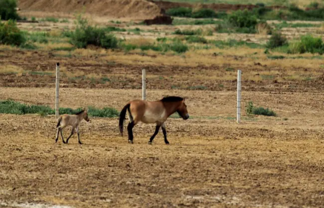 Xinjiang Kalamaili Nature Reserve