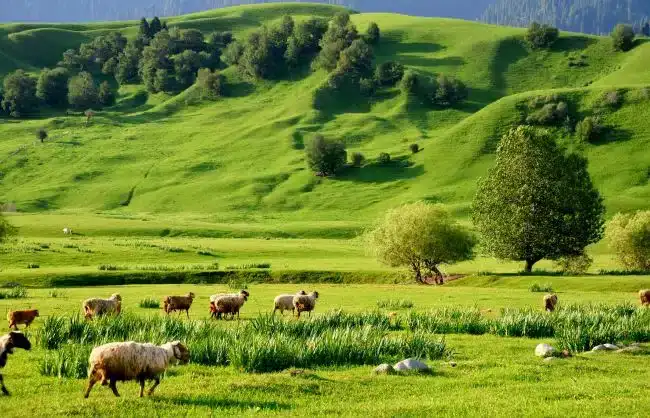Xinjiang Nalaty Prairie