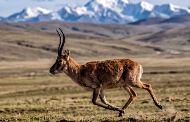 Tibetan antelopes in Kekexili Nature Reserve